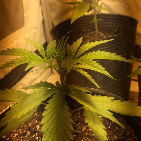 Las nenas de la jacinto growlog timeline photo