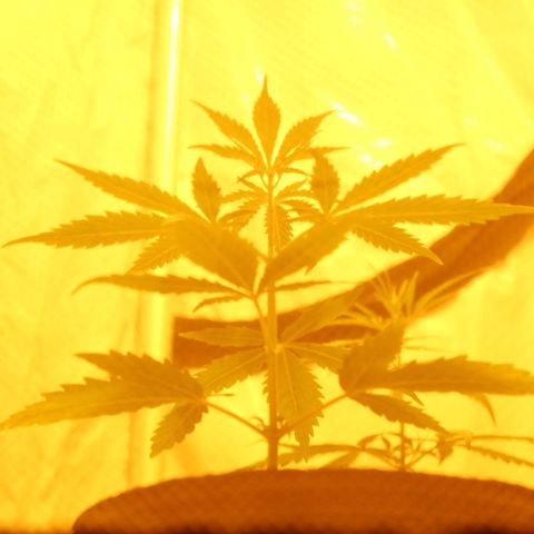 Las nenas de la jacinto growlog timeline photo