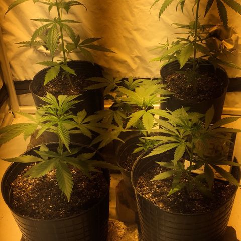 Las nenas de la jacinto growlog timeline photo