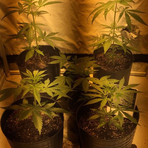 Las nenas de la jacinto growlog timeline photo
