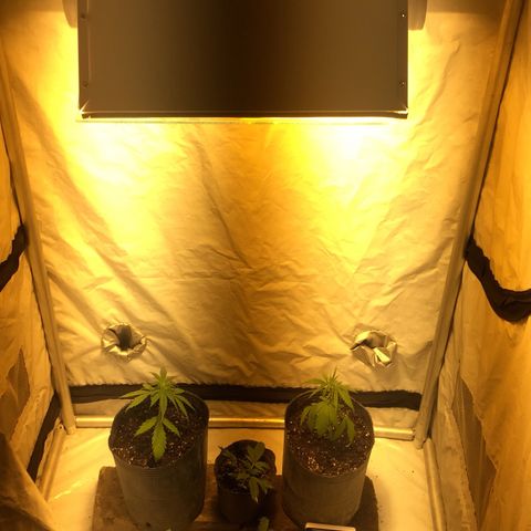 Las nenas de la jacinto growlog photo: 1er transplante