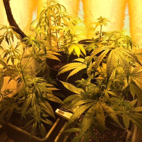 Las nenas de la jacinto growlog timeline photo