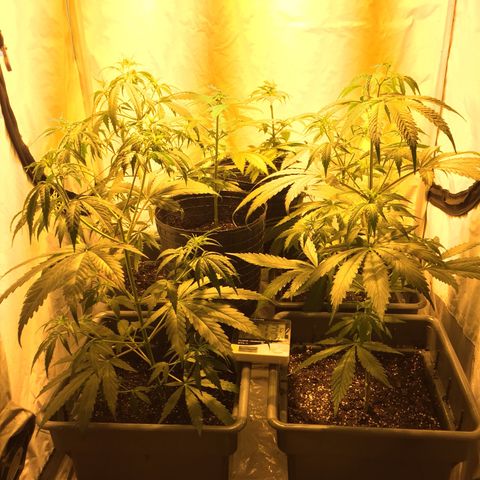 Las nenas de la jacinto growlog timeline photo