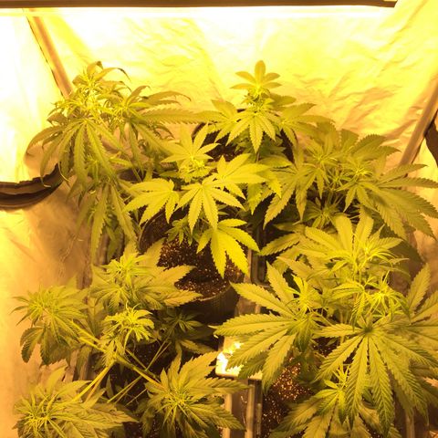 Las nenas de la jacinto growlog timeline photo