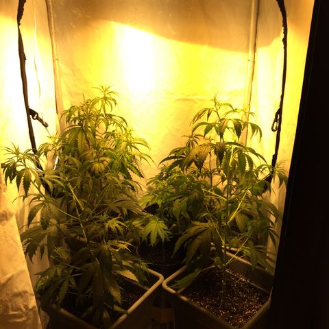 Las nenas de la jacinto growlog timeline photo