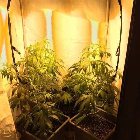 Las nenas de la jacinto growlog timeline photo