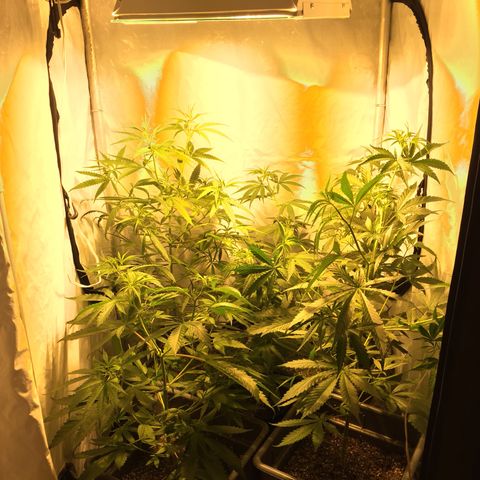 Las nenas de la jacinto growlog timeline photo