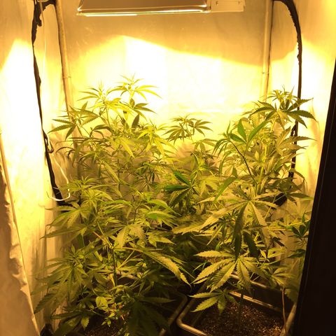 Las nenas de la jacinto growlog timeline photo