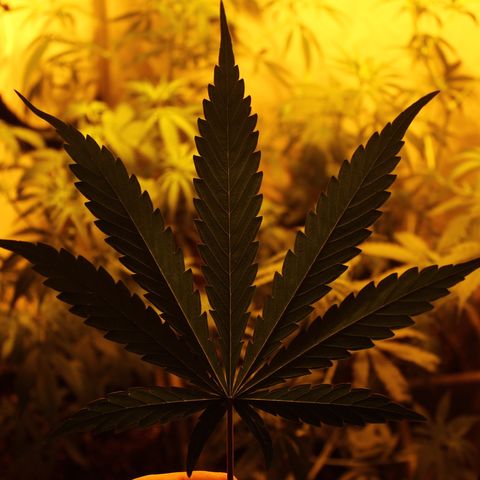 Las nenas de la jacinto growlog timeline photo