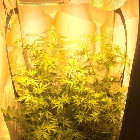 Las nenas de la jacinto growlog timeline photo