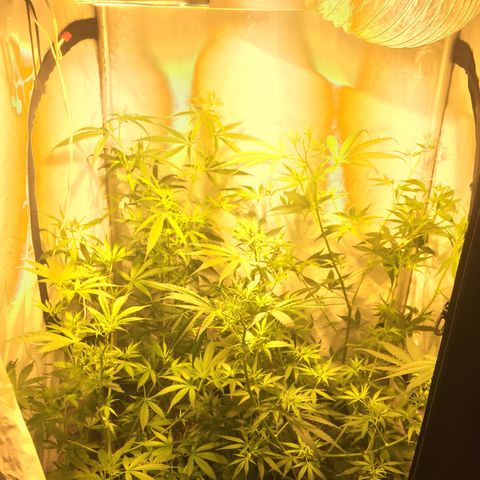 Las nenas de la jacinto growlog timeline photo
