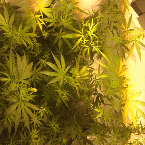 Las nenas de la jacinto growlog timeline photo