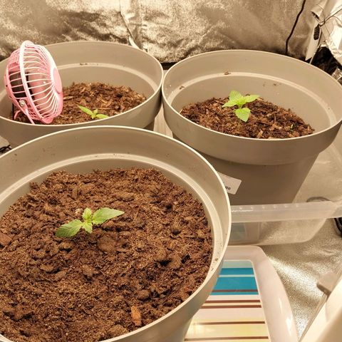 Durban Poison growlog timeline photo