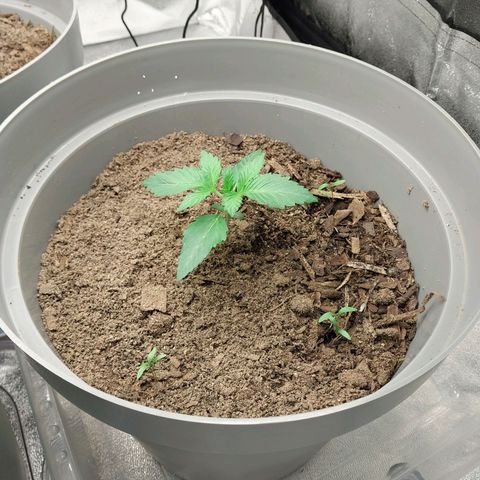 Durban Poison growlog timeline photo