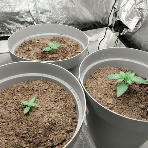 Durban Poison growlog timeline photo
