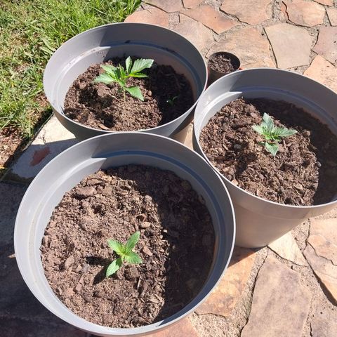 Durban Poison growlog photo: Enjoying some outdoor life!