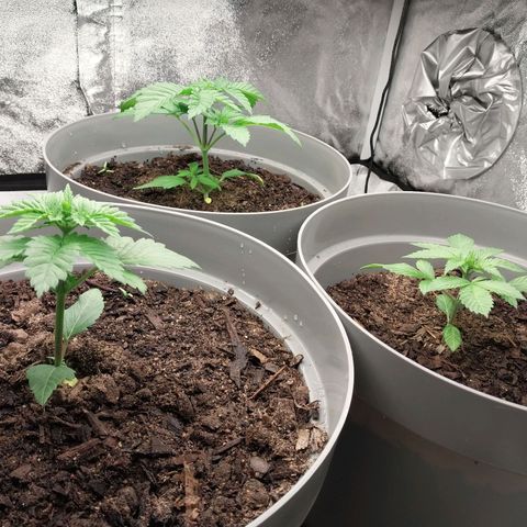 Durban Poison growlog timeline photo