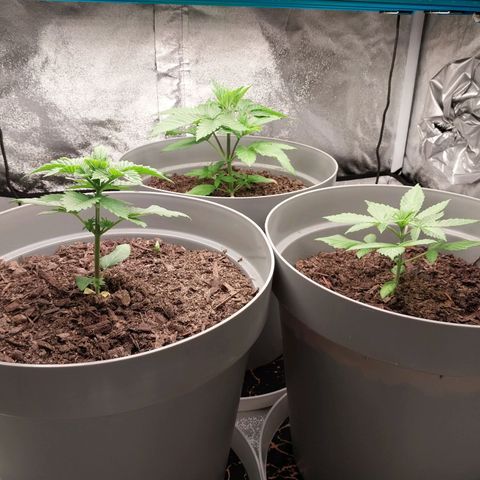 Durban Poison growlog timeline photo