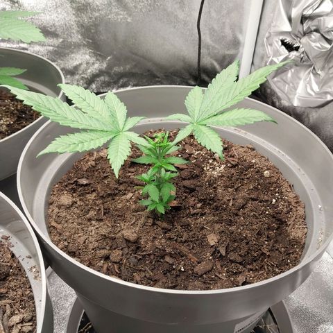Durban Poison growlog photo: Had leaf rot. Horrific pruning. Stressed