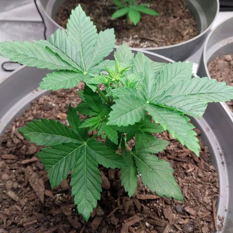 Durban Poison growlog photo: Logging to see new shoot growth.