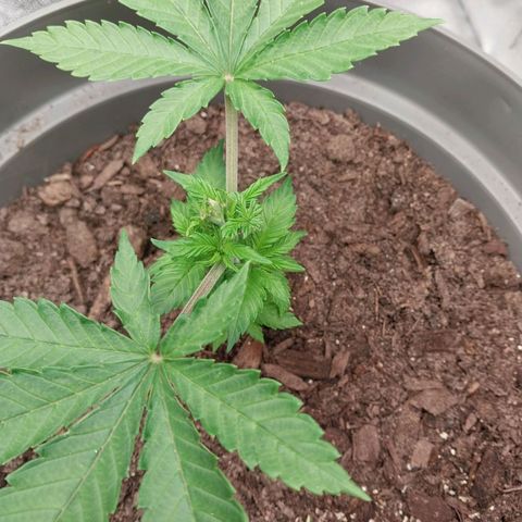 Durban Poison growlog photo: Logging shoot growth. Had to trim this plant heavily due to leaf rot.