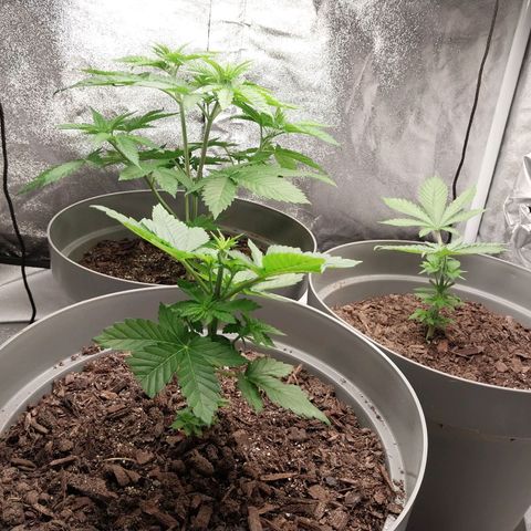 Durban Poison growlog timeline photo