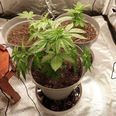 Durban Poison growlog photo: Training