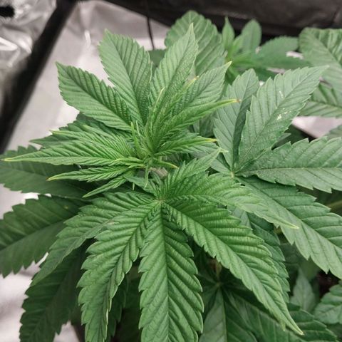 Durban Poison growlog photo: Got a bit of tip burn. Dont know if it is the light or nutrients?