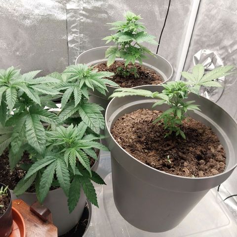 Durban Poison growlog timeline photo
