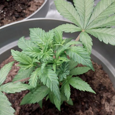 Durban Poison growlog photo: Logging shoot growth