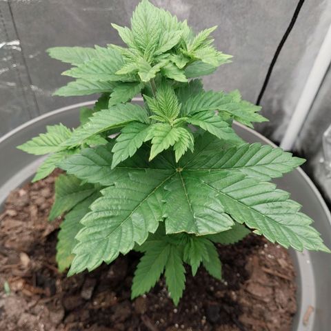 Durban Poison growlog photo: Logging shoot growth