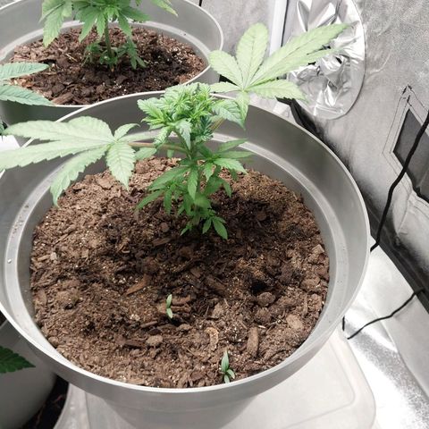 Durban Poison growlog timeline photo