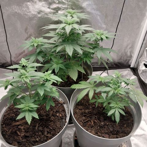 Durban Poison growlog timeline photo