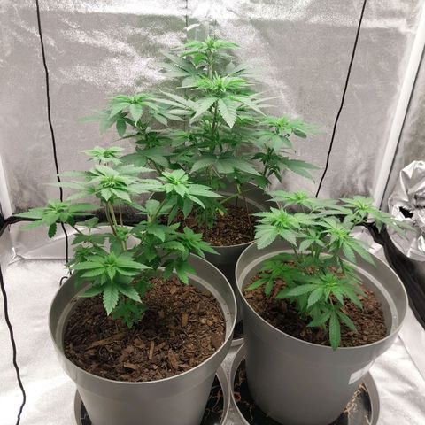 Durban Poison growlog timeline photo