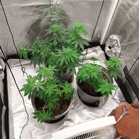Durban Poison growlog timeline photo