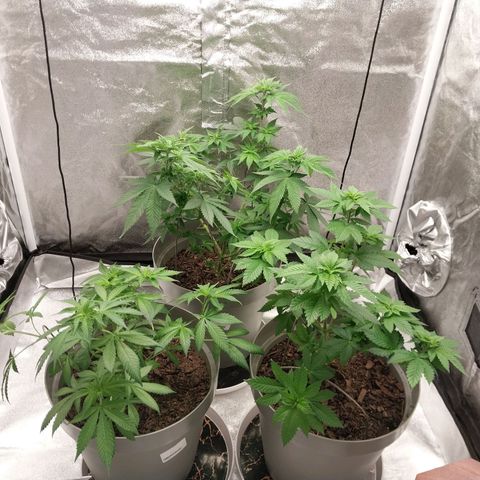 Durban Poison growlog timeline photo