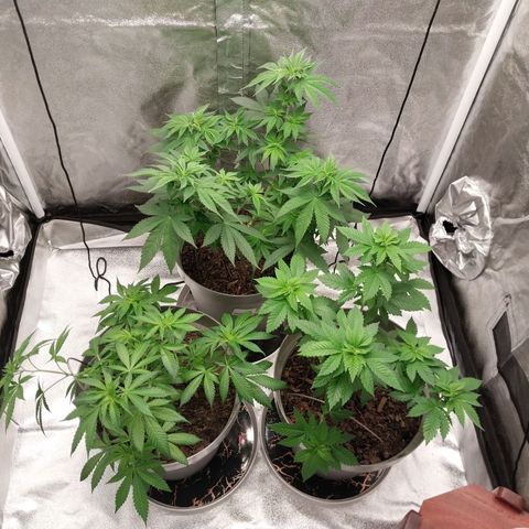 Durban Poison growlog timeline photo