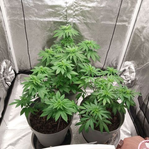 Durban Poison growlog photo: I see now pistols yet
