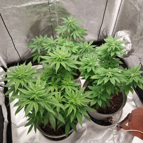Durban Poison growlog timeline photo
