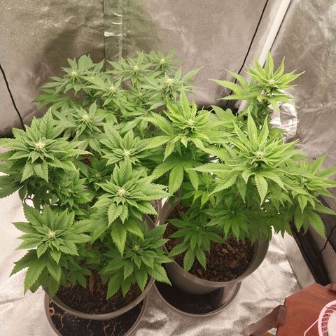 Durban Poison growlog timeline photo