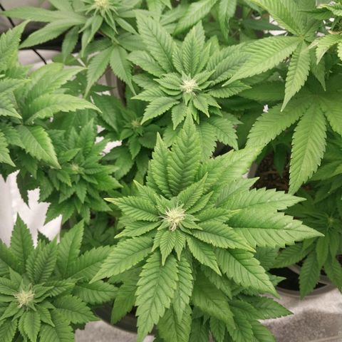 Durban Poison growlog timeline photo