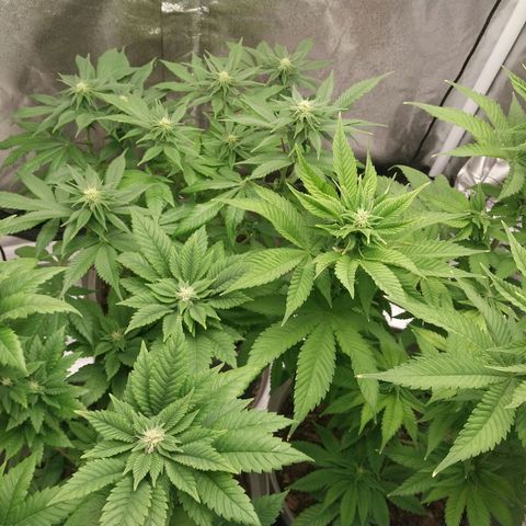 Durban Poison growlog timeline photo