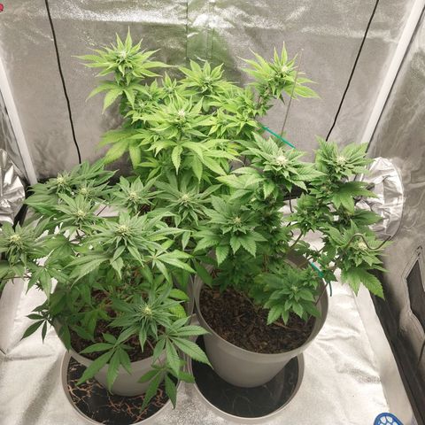 Durban Poison growlog timeline photo
