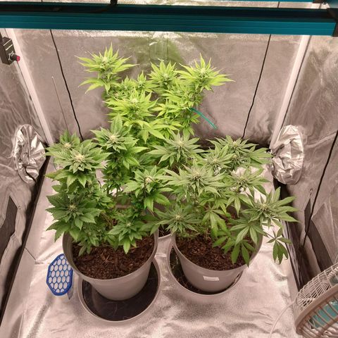 Durban Poison growlog timeline photo
