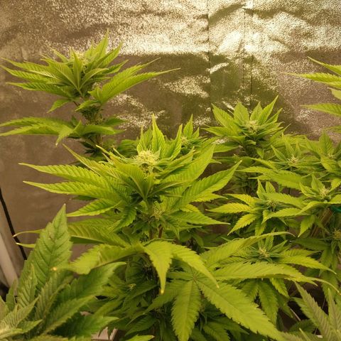 Durban Poison growlog timeline photo
