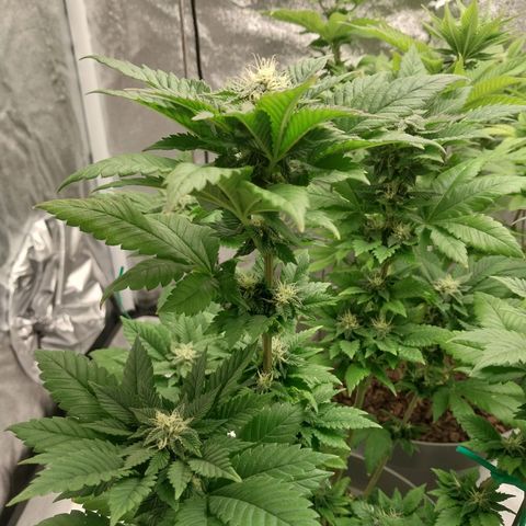 Durban Poison growlog timeline photo
