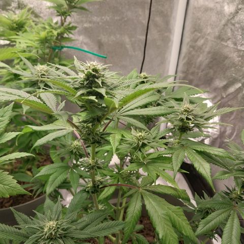 Durban Poison growlog timeline photo