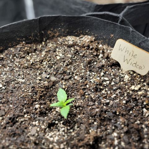 White Widow Auto growlog timeline photo