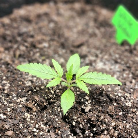 White Widow Auto growlog timeline photo