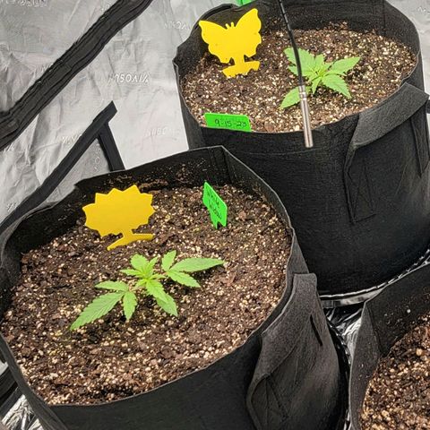 White Widow Auto growlog timeline photo